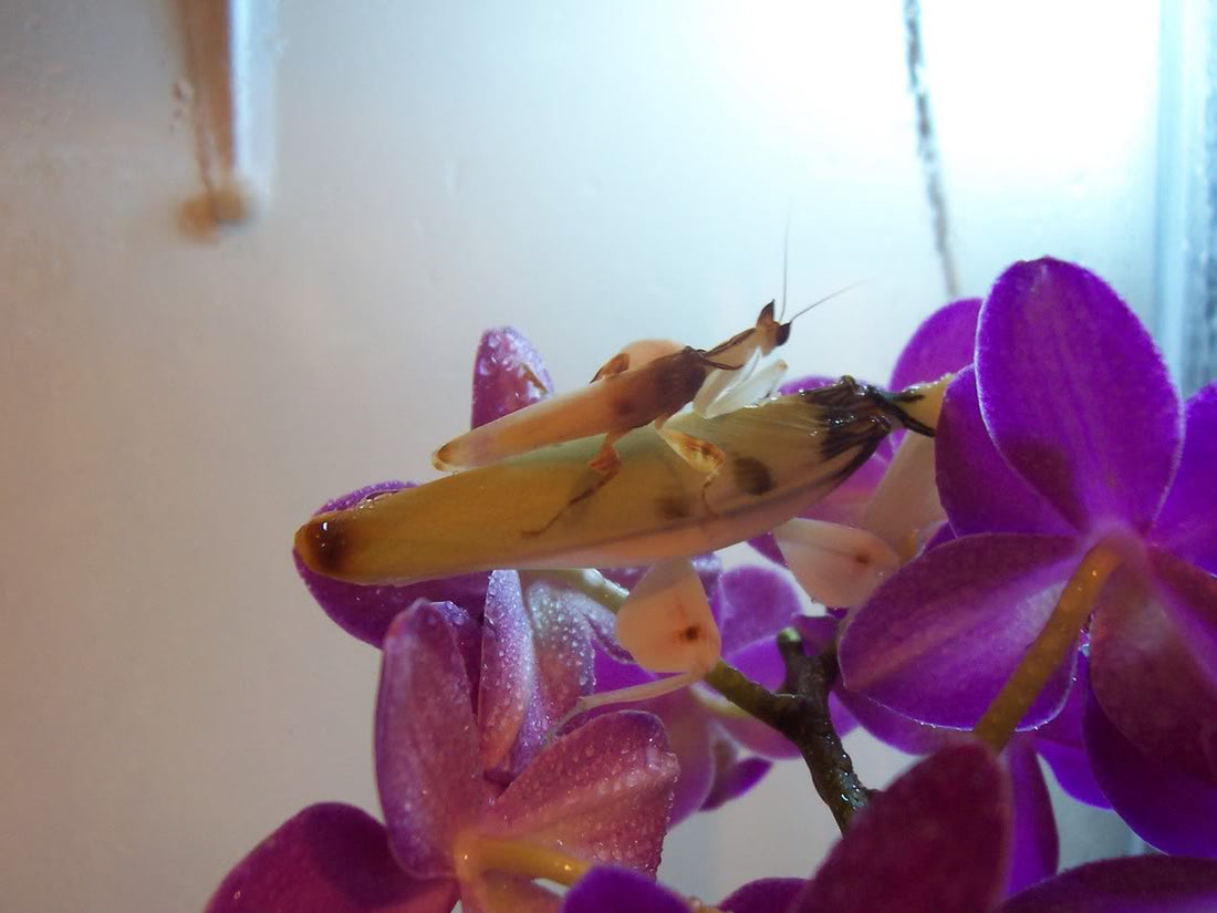 Orchid Mantis (Hymenopus coronatus) Care Guide