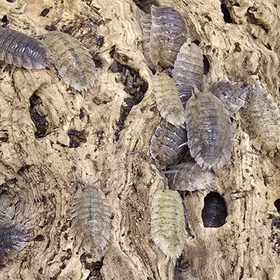 Porcellio Scaber 'Arenaria'