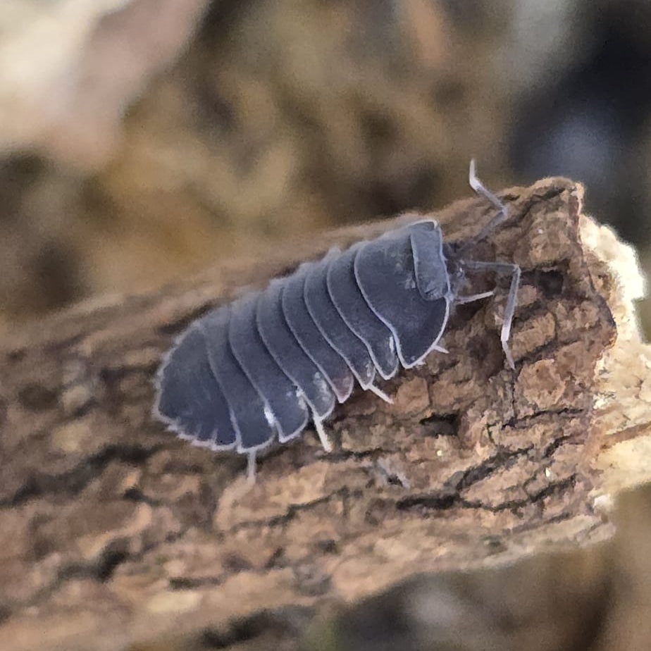 Ardentiella sp. 'Black Hole'