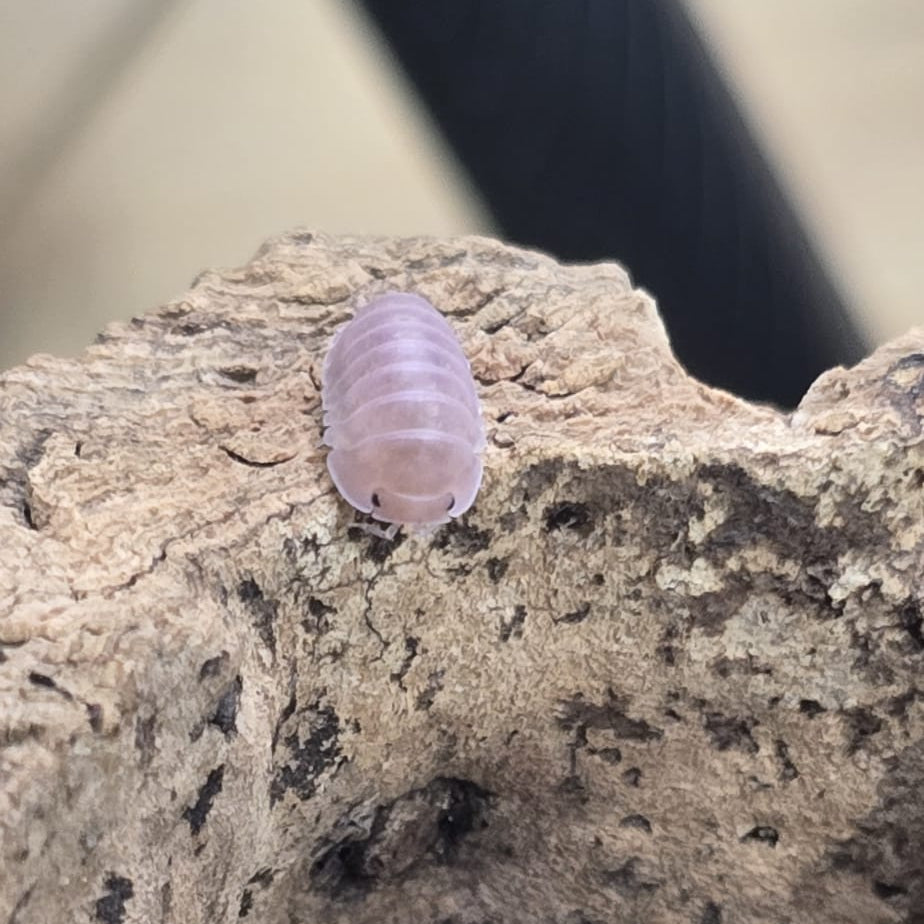 Cubaris sp. “Cherry Blossom”