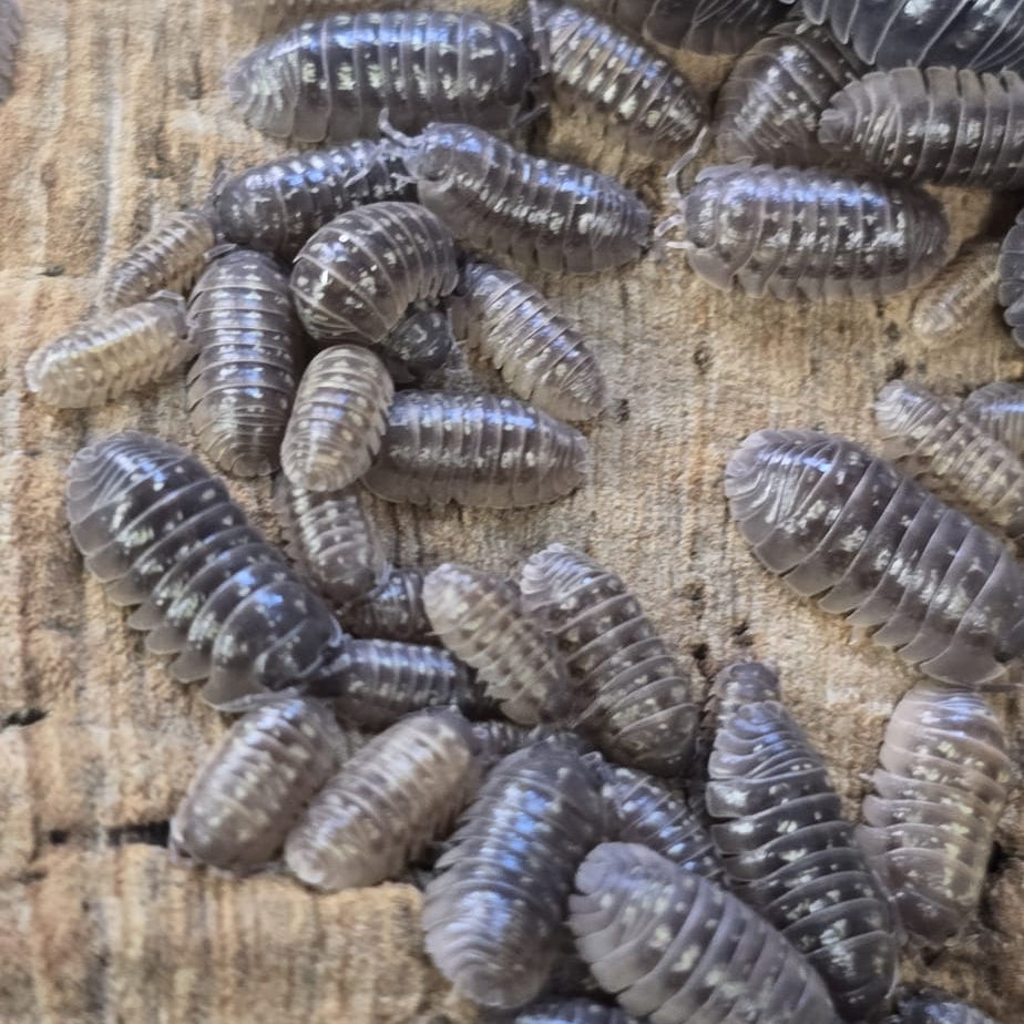Armadillidium depressum