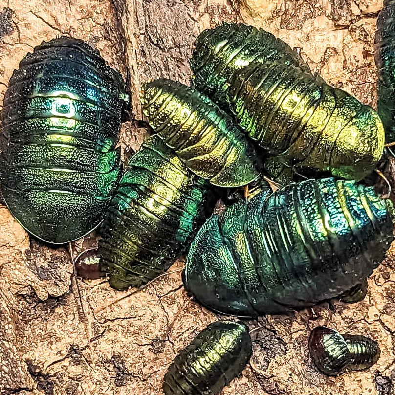 Panchlora magnifica (Emerald Cockroach)