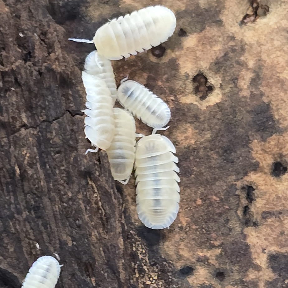 Cubaris Murina “Glacier”
