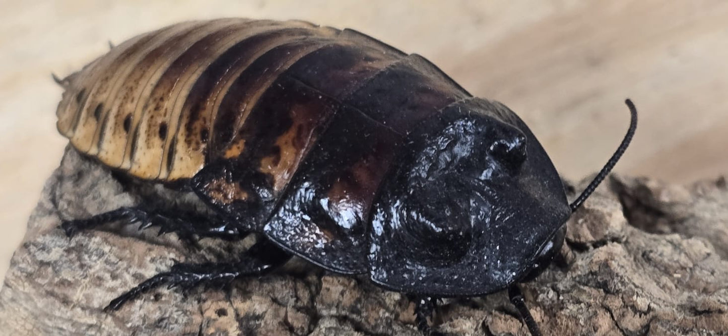 Madagascar Hissing Cockroach