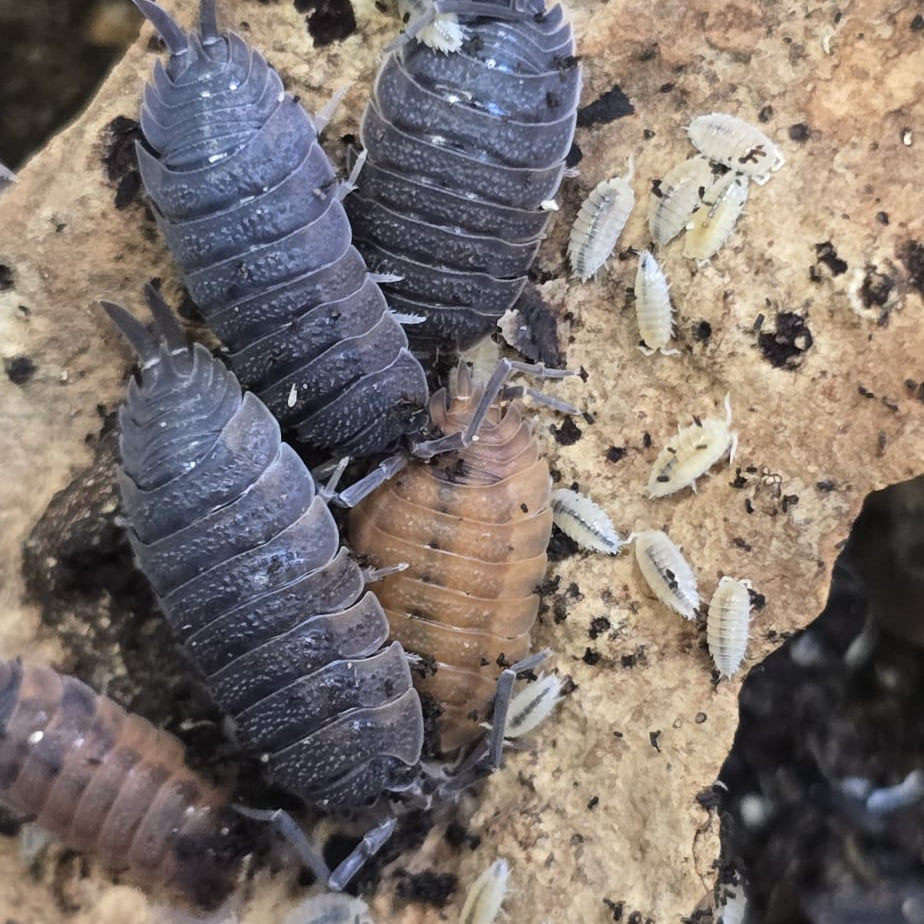 Lava Isopods (Porcellio Scaber)