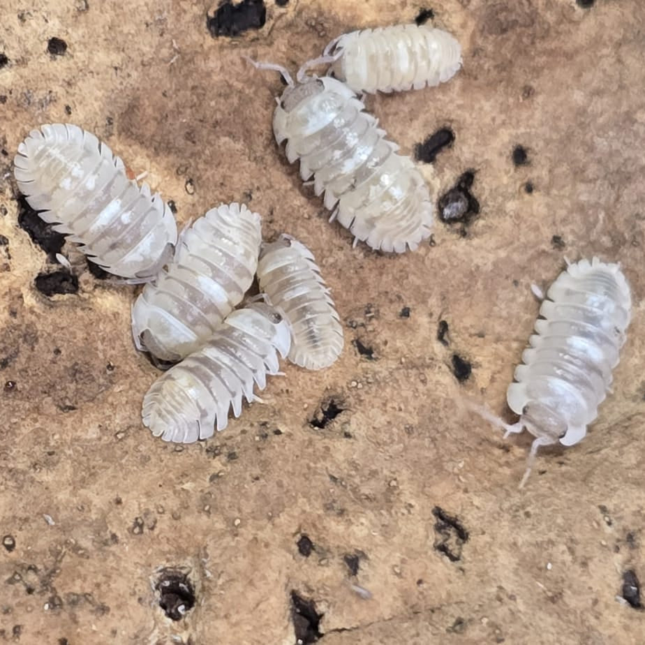 Armadillidium espanyoli 'Marbelized' Isopods