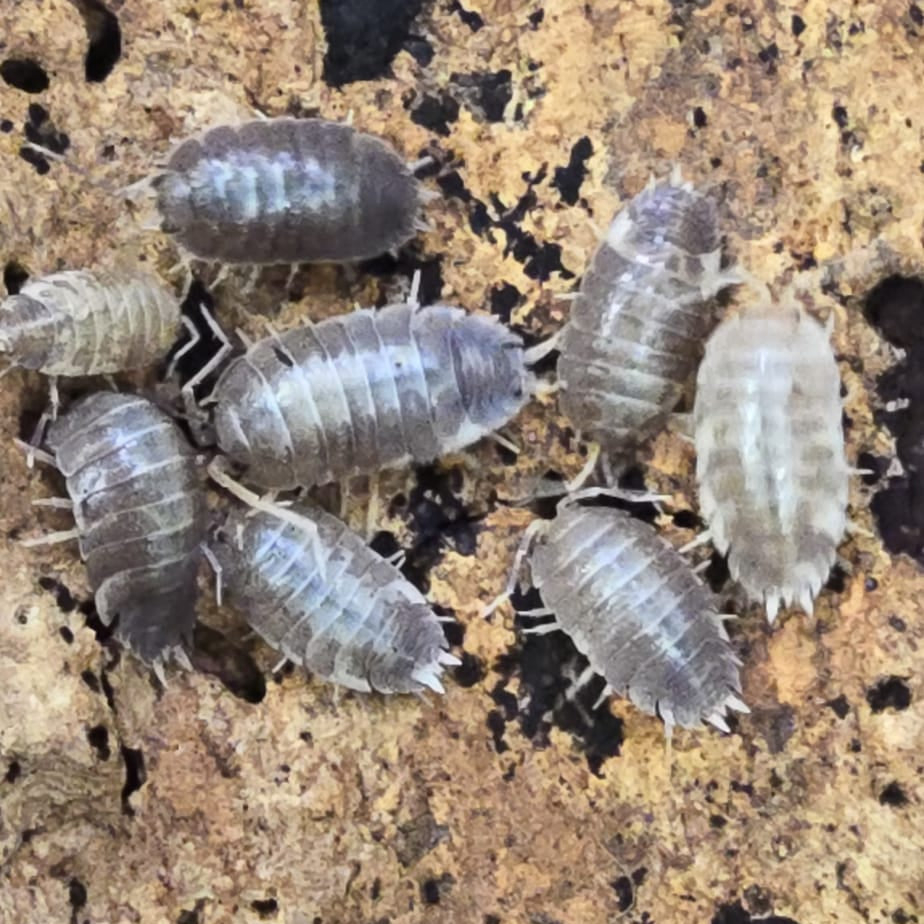 Porcellio laevis “Milk Back”