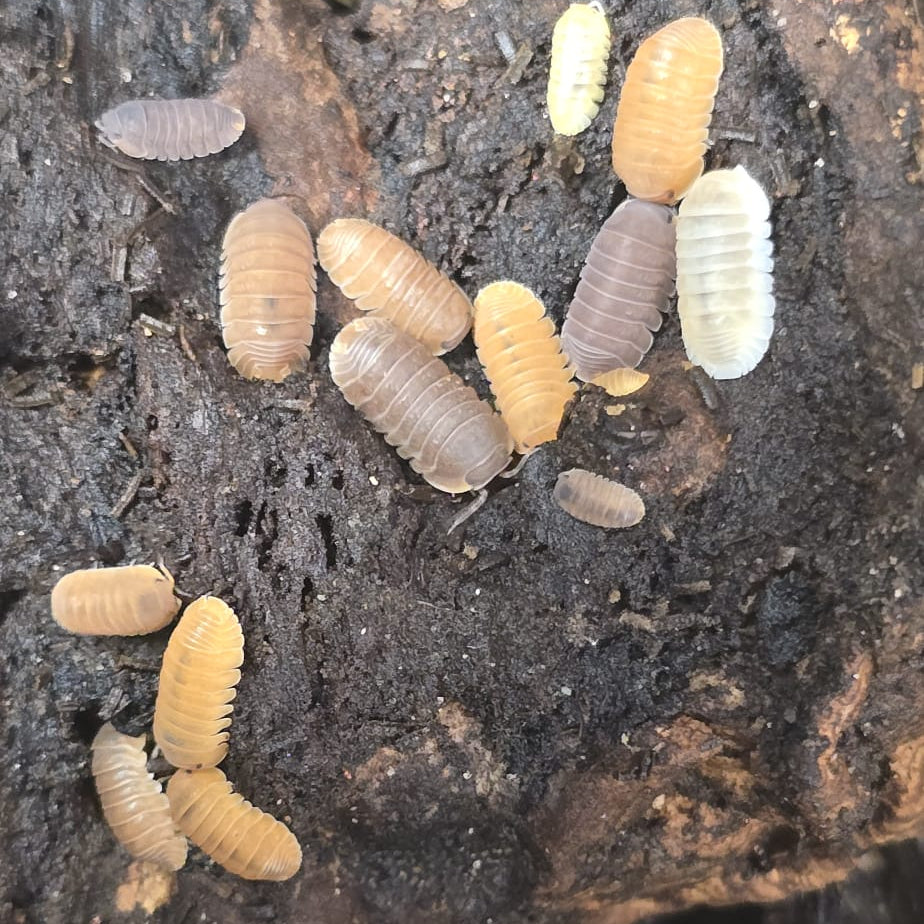 Cubaris murina ‘Party Mix’ – Little Sea Isopod