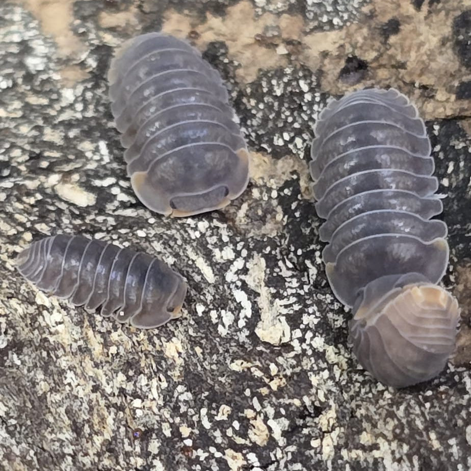 Cubaris sp. “Piggy”