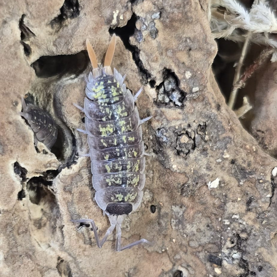 Porcellio sp red uropods "orange stick"