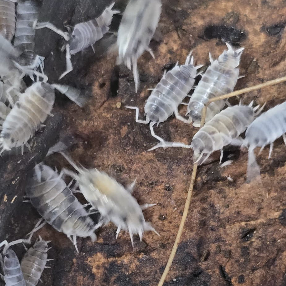 Powder Oreo Crumble Isopods (Porcellionides Pruinosus