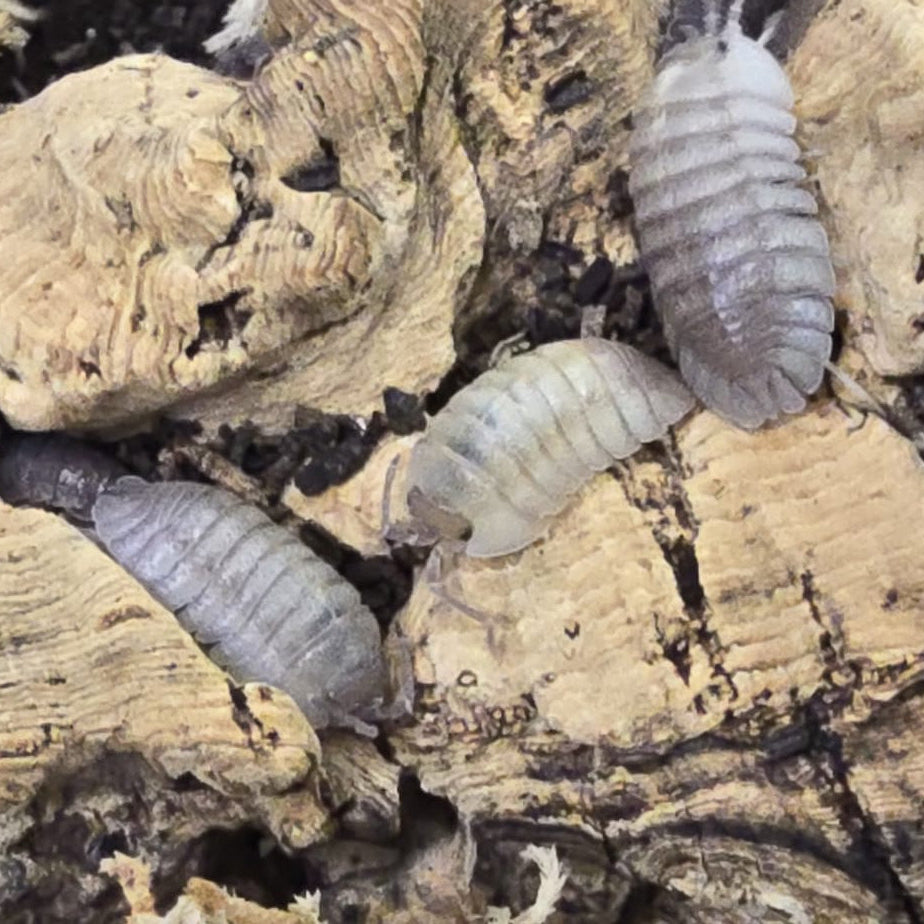 Armadillidium Pallasi