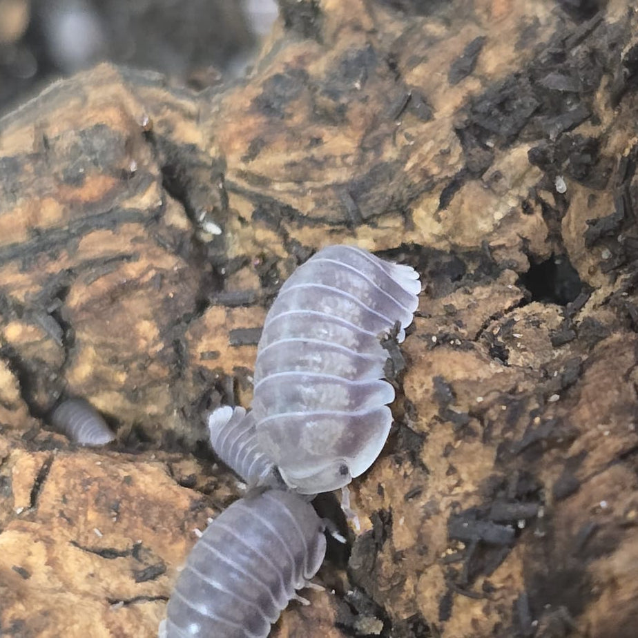 White Side/Penguin Isopods (Cubaris sp.)