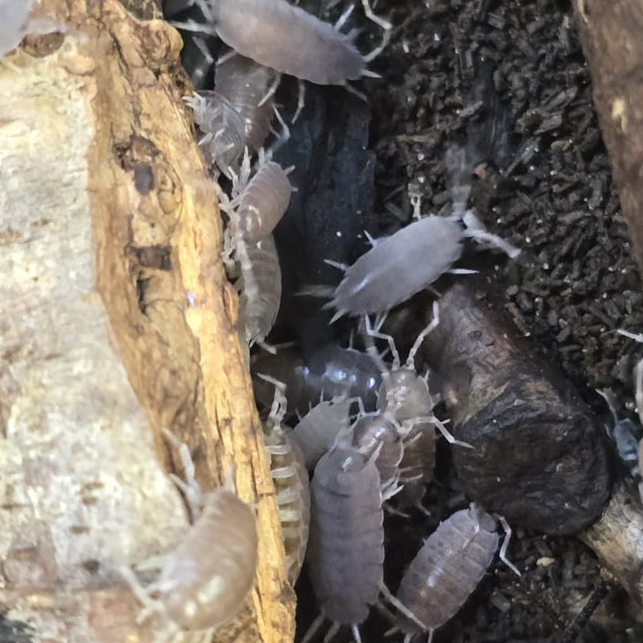 Powder Blue Isopods (Porcellionides Pruinosus)