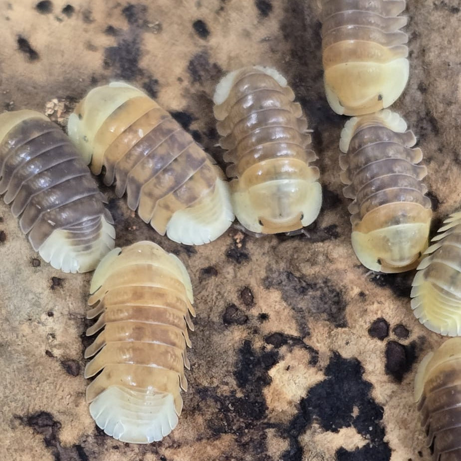 Cubaris sp. “Rubber Ducky” Isopods