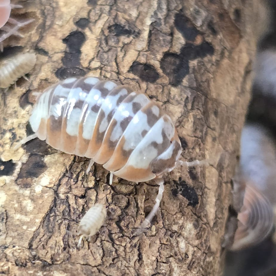 Skeleton/Nebula Isopods (Armadillidium Klugii)