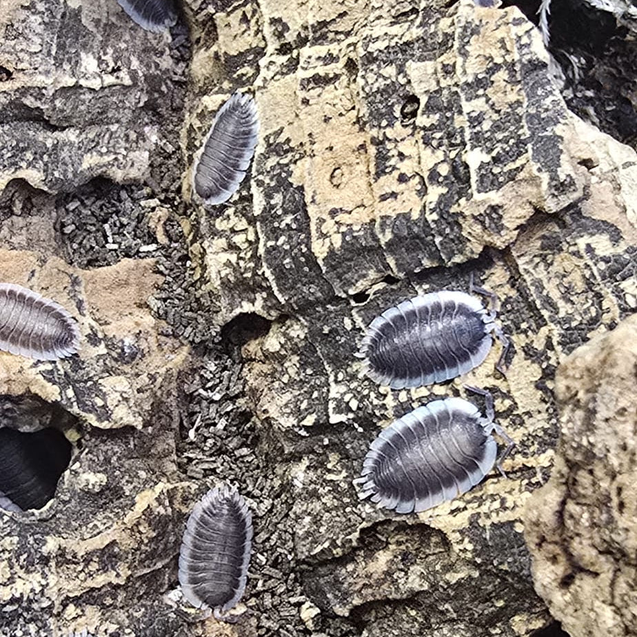 Porcellio werneri (Greek Shield Isopod)