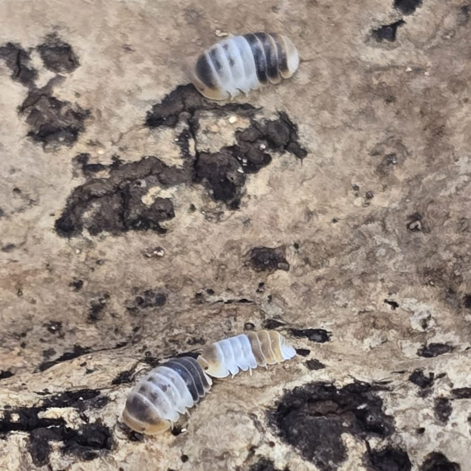 White Shark Isopods (Cubaris sp.)