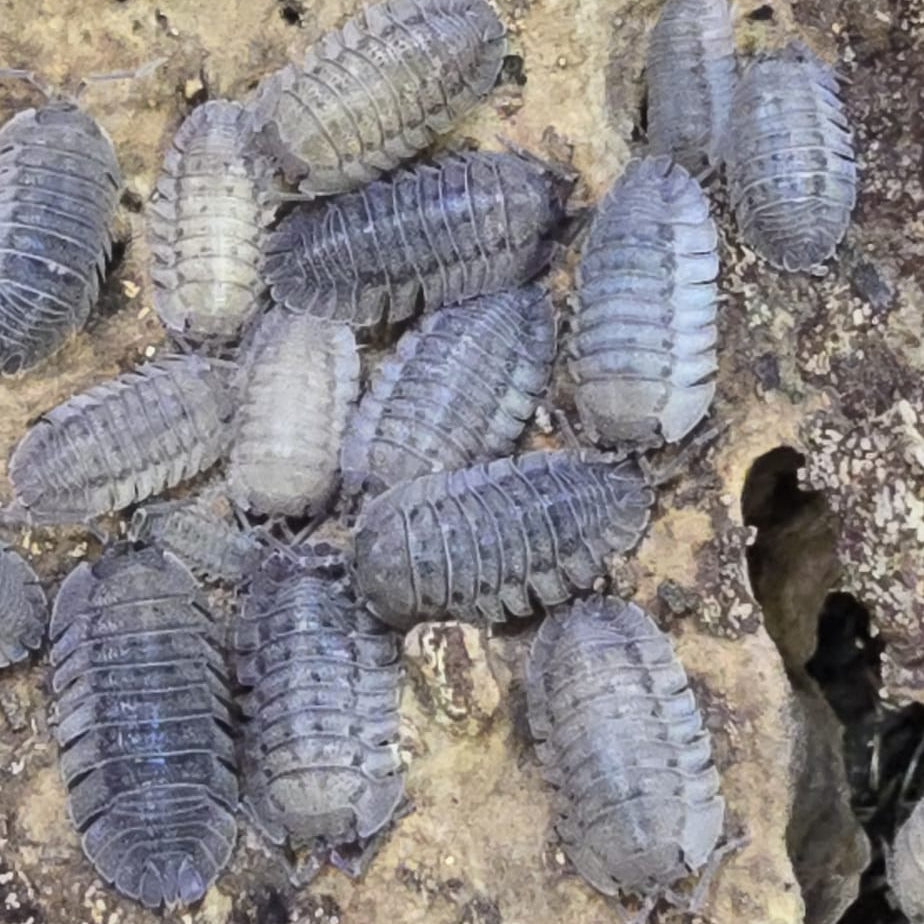 Armadillidium Peraccae Isopods