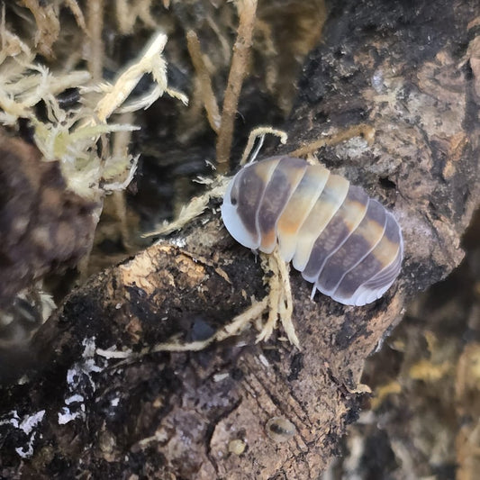 Cubaris sp. “Cappuccino”