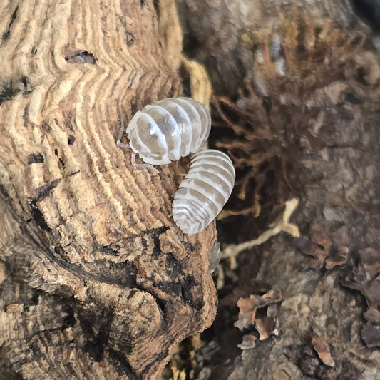 Chocolate Zebra Isopods (Armadillidium Maculatum)