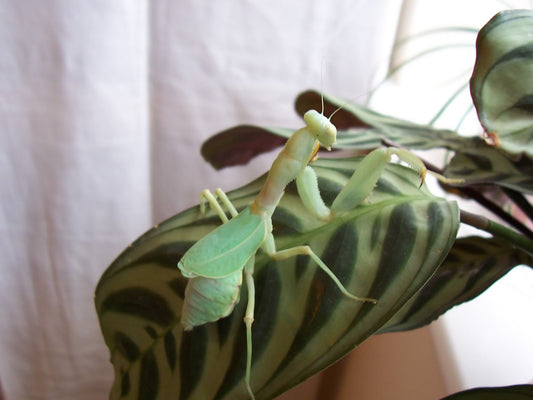 Cilnia humeralis (Wide-armed Mantis)
