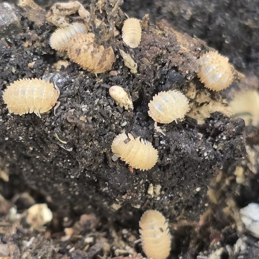 Crystal Pineapple Isopods (Cristarmadillidium Muricatum)