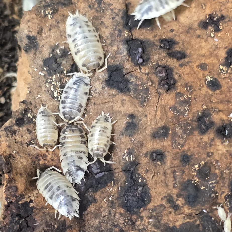 Dairy Cow Isopods (Porcellio Laevis)