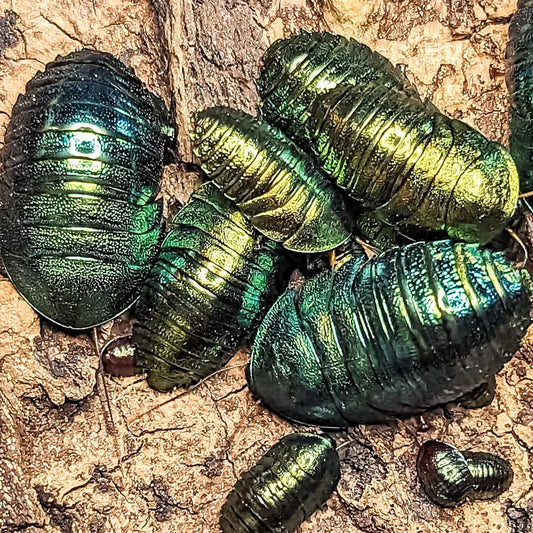 Panchlora magnifica (Emerald Cockroach)
