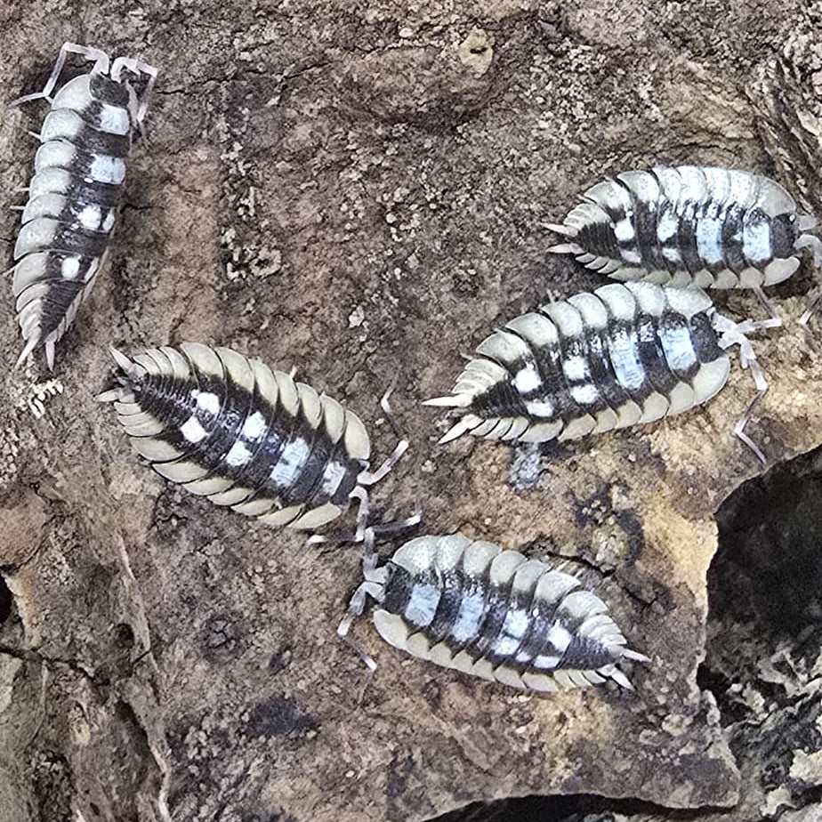 Porcellio expansus