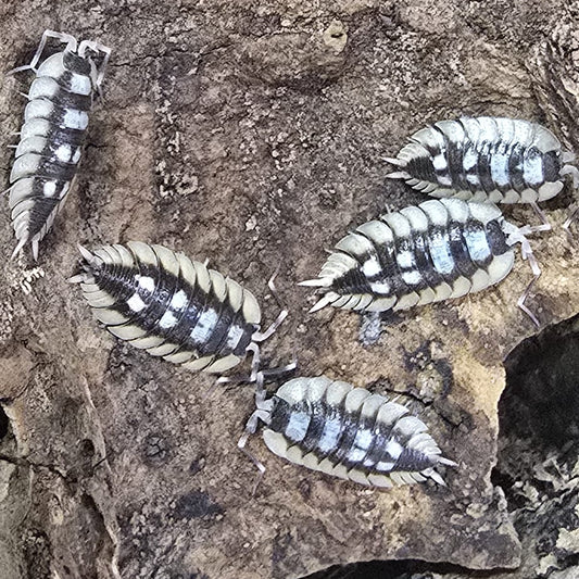 Porcellio expansus
