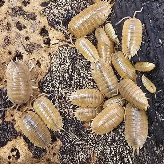 Porcellio laevis “Orange” (Giant Orange Isopods)