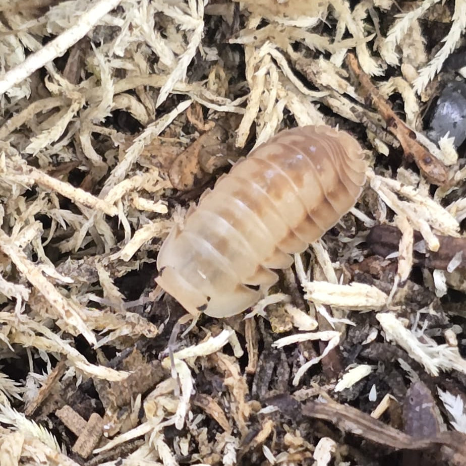 Cubaris Ice Flower Isopods