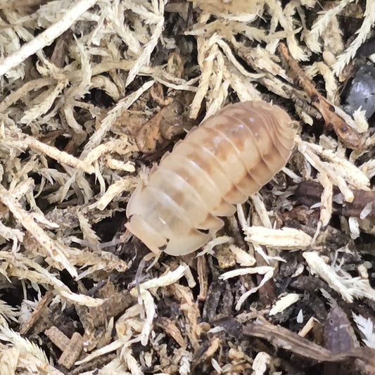 Cubaris Ice Flower Isopods