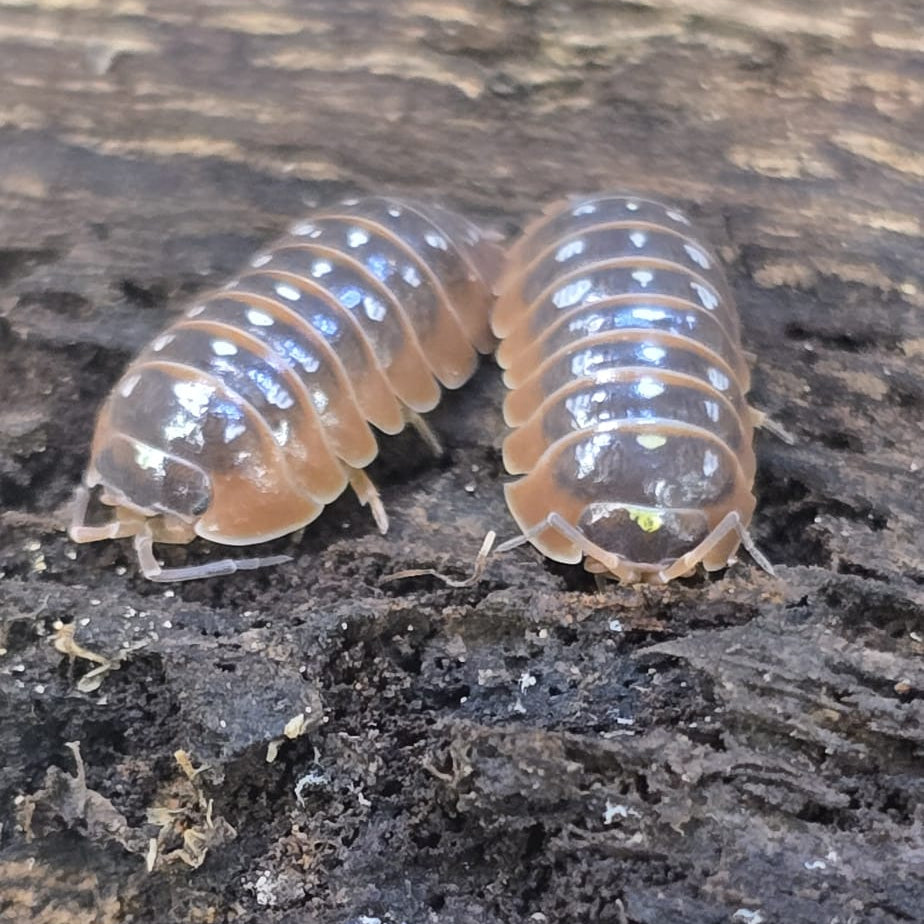 Clown 'Montenegro' Isopods (Armadillidium Klugii)