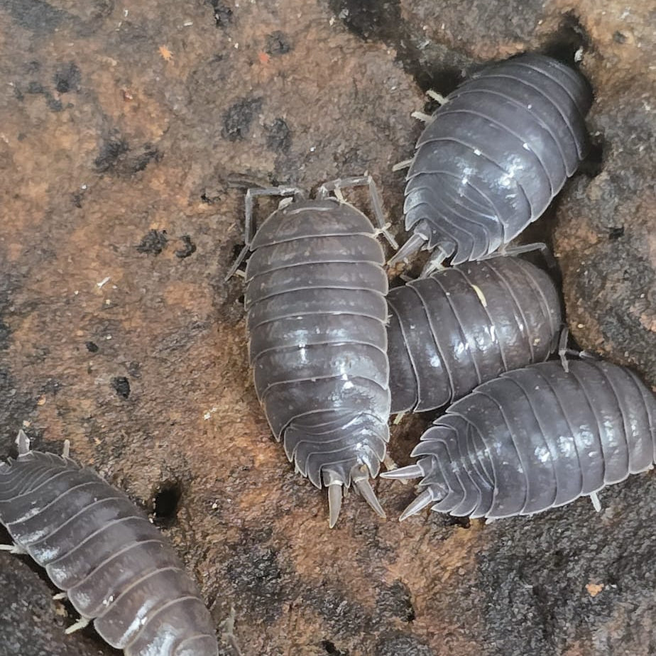 Porcellio laevis 'Wild Type'