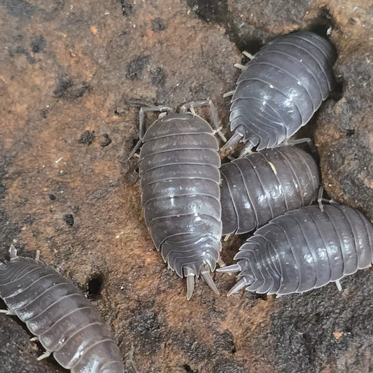 Porcellio laevis 'Wild Type'