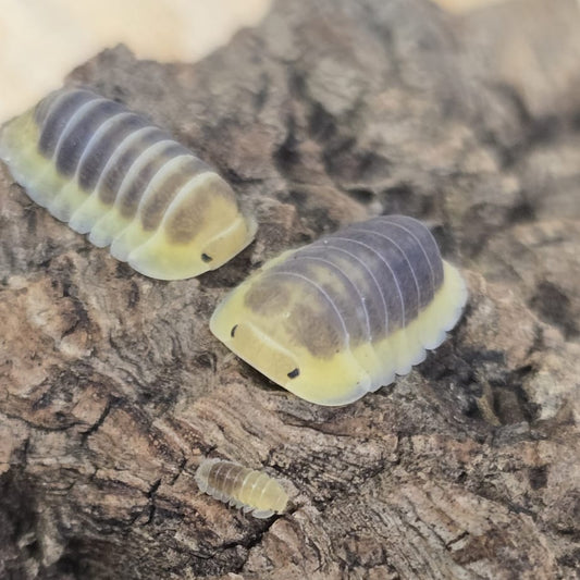 Cubaris sp. “Lemon Blue”