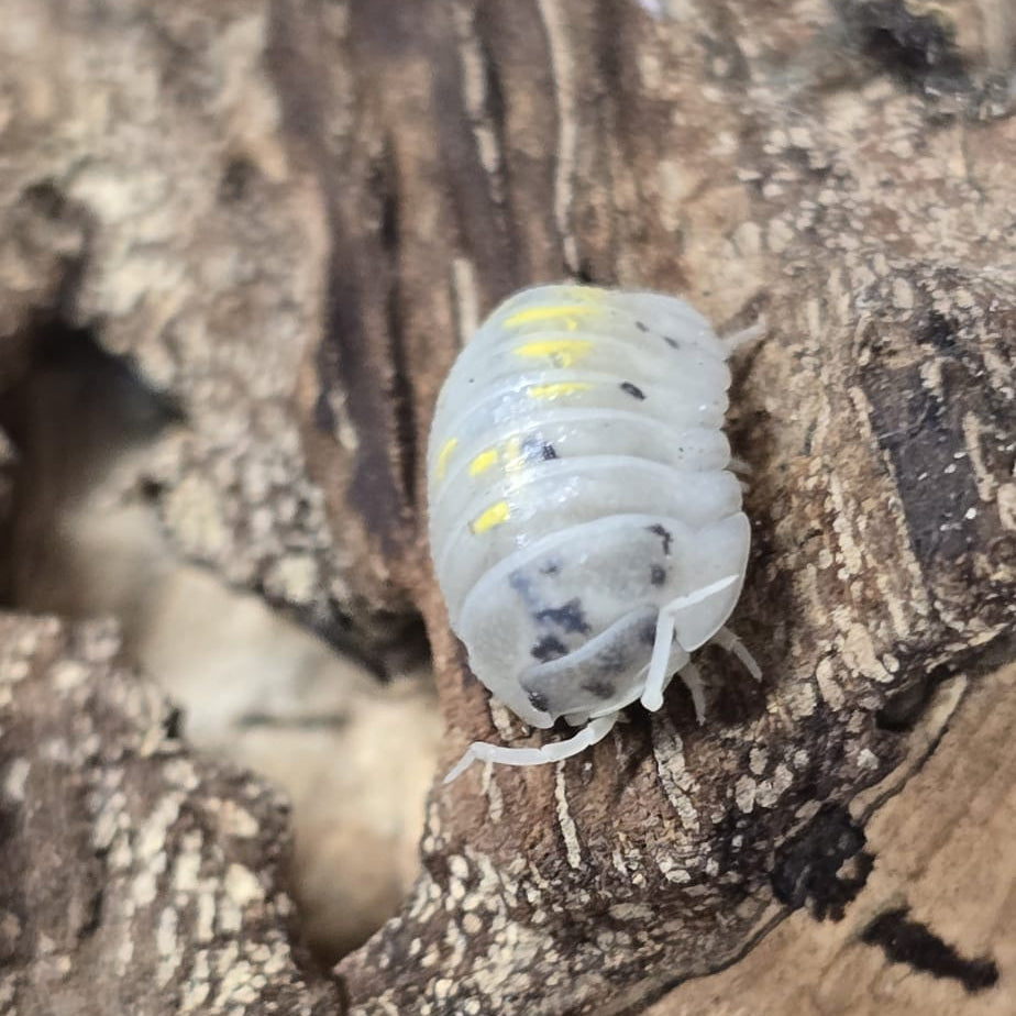 Magic Potion Isopods (Armadillidium Vulgare)