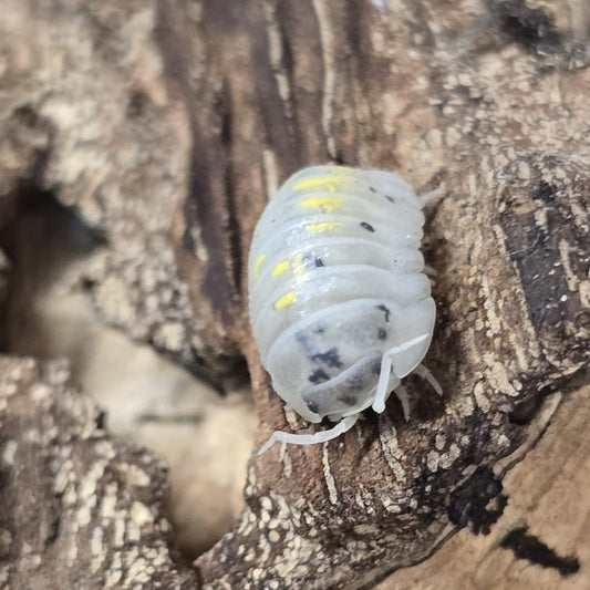 Magic Potion Isopods (Armadillidium Vulgare)