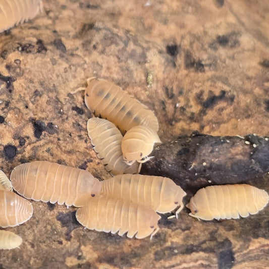 Cubaris Murina Mandarin Isopods
