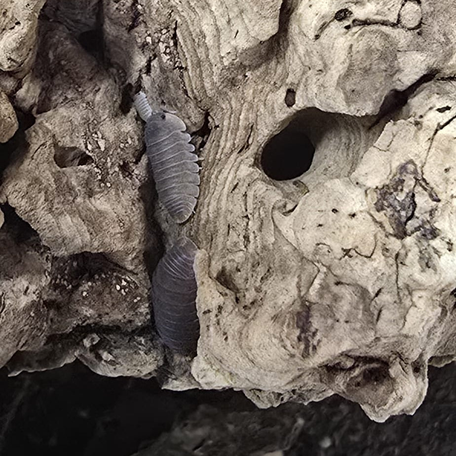 Little Sea Isopods (Cubaris Murina)
