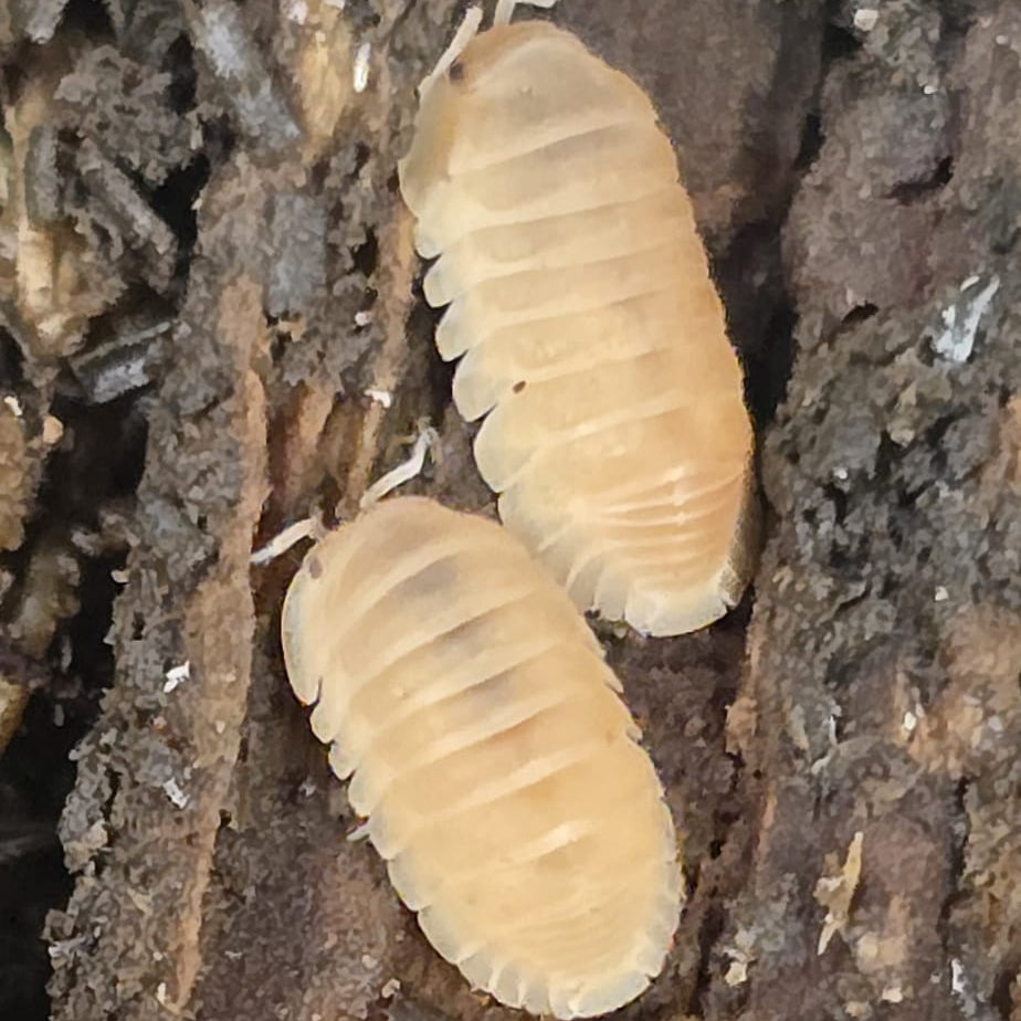 Cubaris murina “Papaya"