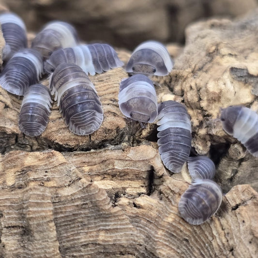 Cubaris sp. Panda King isopod