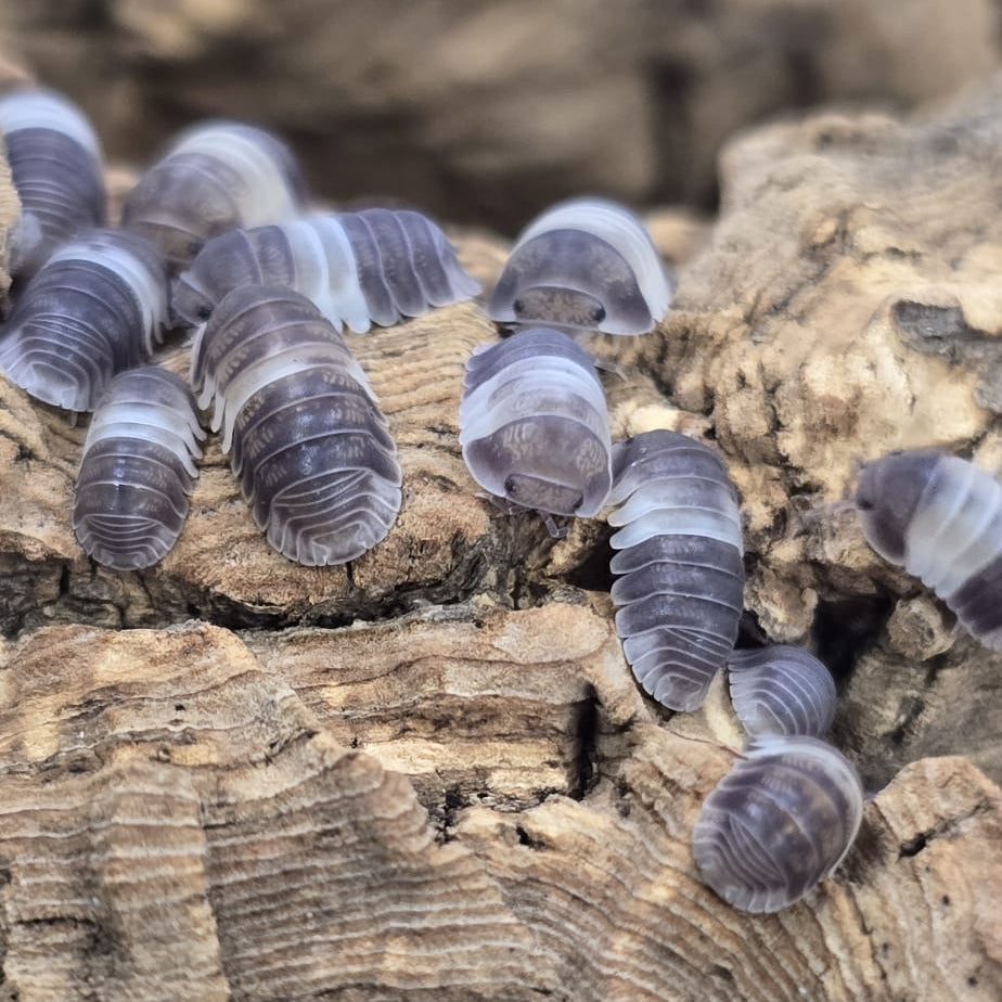 “Panda King” Cubaris sp.