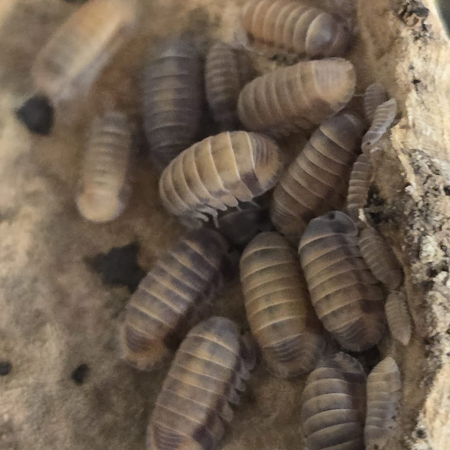Red Pak Chong Isopods (Cubaris sp. “Red Pak Chong”)