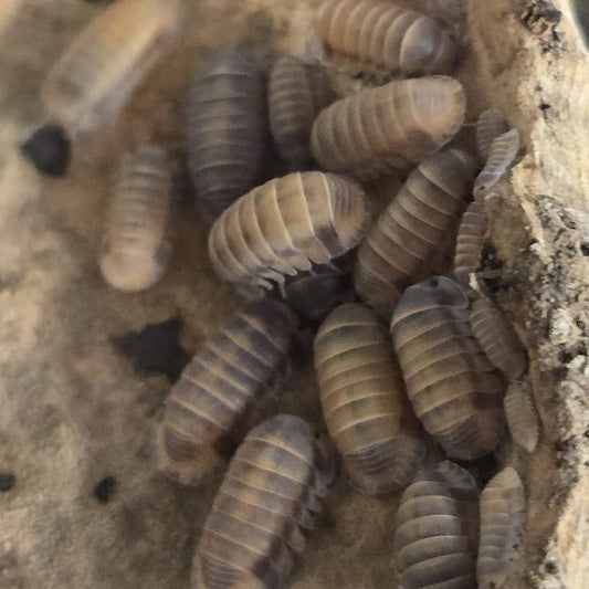 Red Pak Chong Isopods (Cubaris sp. “Red Pak Chong”)