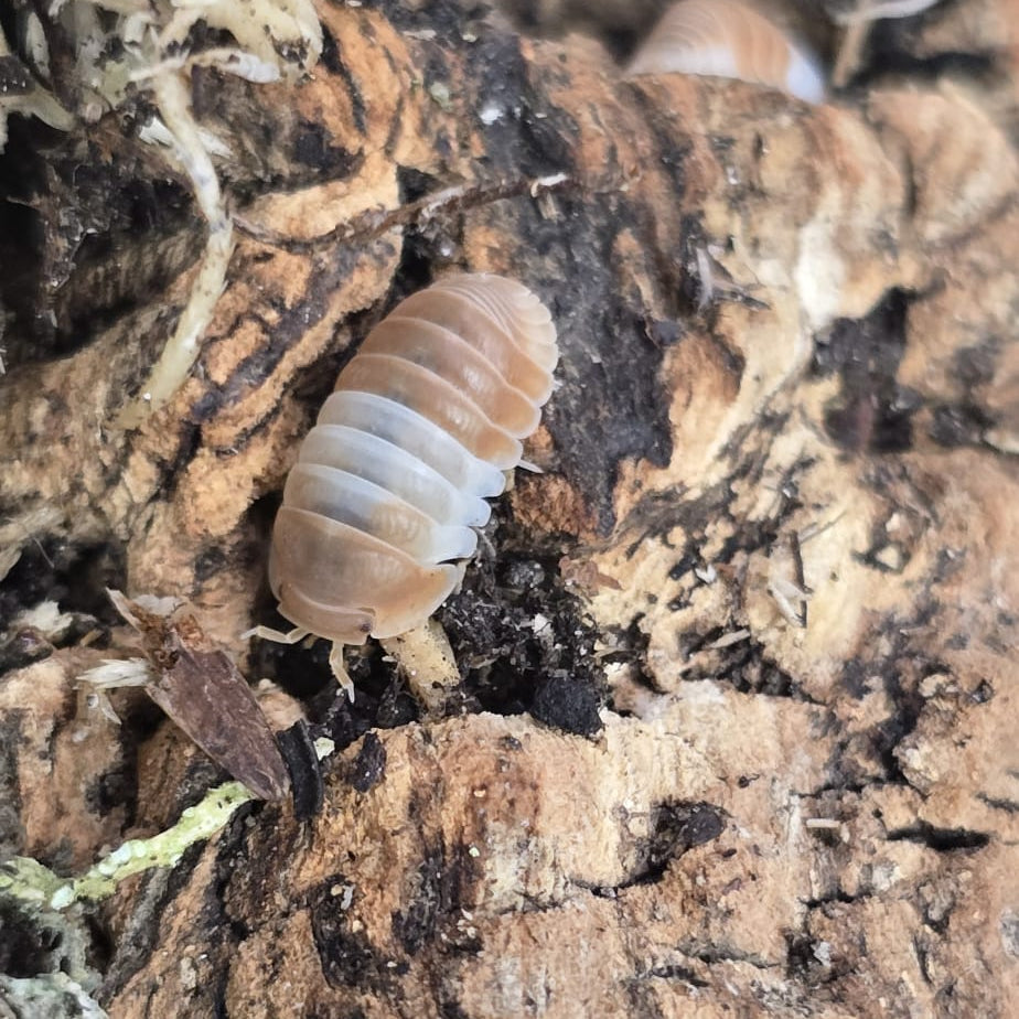 Red Panda Isopods (Cubaris sp.)