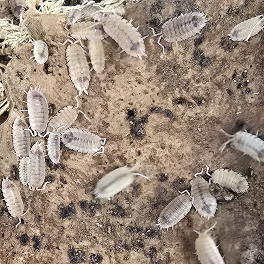 Scaber Ghost Isopods (Porcellio)