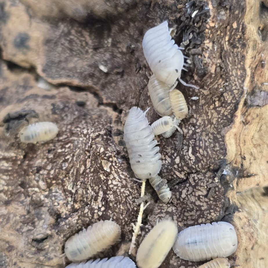 Thai Blue Angel Isopods (Cubaris sp.)